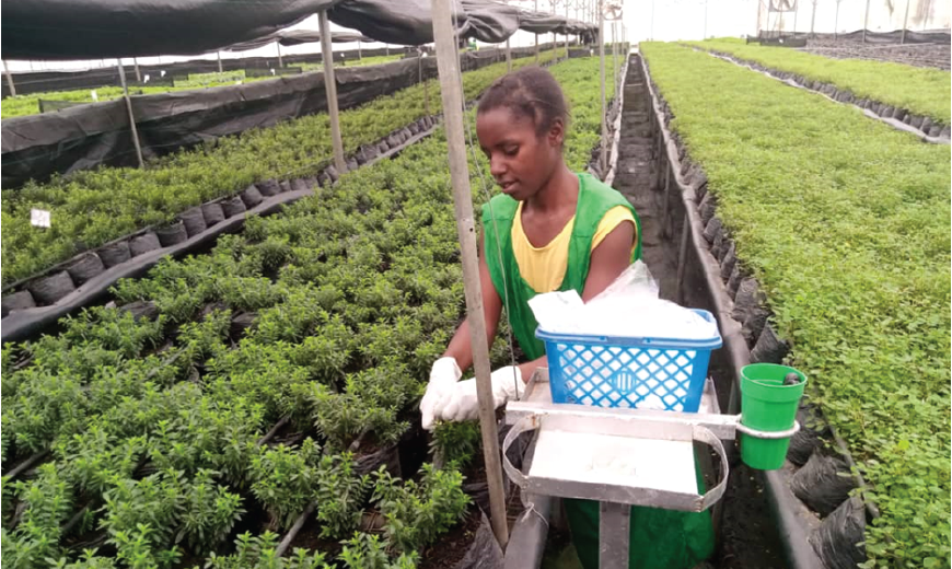 2020 wagagai flowers uganda